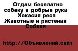 Отдам бесплатно собаку в добрые руки - Хакасия респ. Животные и растения » Собаки   